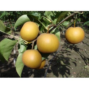 Ázijská hruška (Pyrus Pyrifolia) ´EARLY SHU´, výška: 140-170 cm - voľnokorenná
